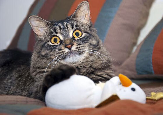 开云体育官网-卡塔尔决胜局带走巴萨，库尔图瓦完成里程碑